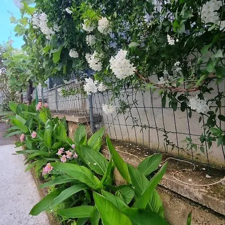 Guest house Jasmin 3*